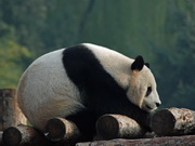 visite Zoo de Pékin