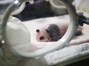visite Centre de recherche et de reproduction des pandas géants de Chengdu