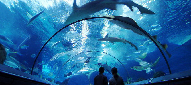 Aquarium de Shanghai Shanghai Shanghai