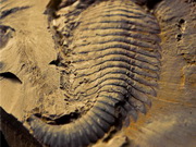 Site fossilifère de Chengjiang