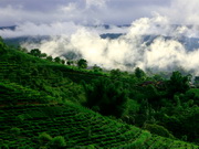 visite Première incursion au Yunnan : ethnies, thé et paysages