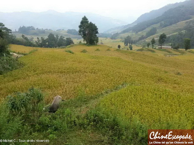 Voyage Chine Escapade, Michel C., rizières en terrasse de Yuanyang