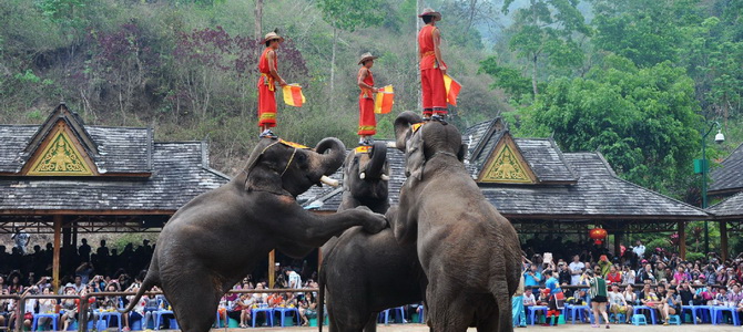 Vallée des éléphants sauvages du Xishuangbanna Xishuangbanna Yunnan