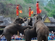 Vallée des éléphants sauvages du Xishuangbanna