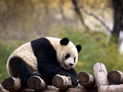 visite Zoo de Shanghai