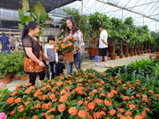 visite Marché aux fleurs et aux oiseaux