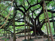 visite Grand banian de Yangshuo