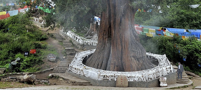 Forêt de cyprès géants de Bajie Nyingchi Tibet