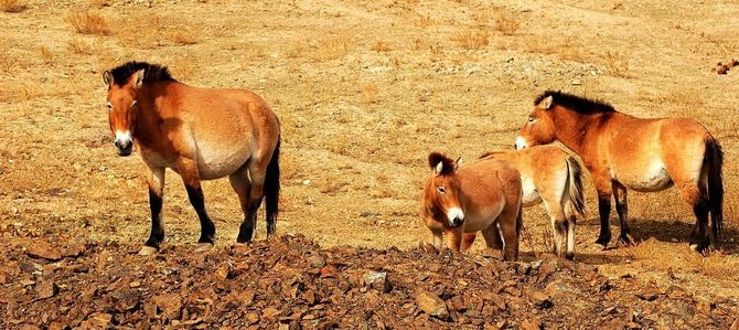 Réserve naturelle de Kalamaili Changji Xinjiang