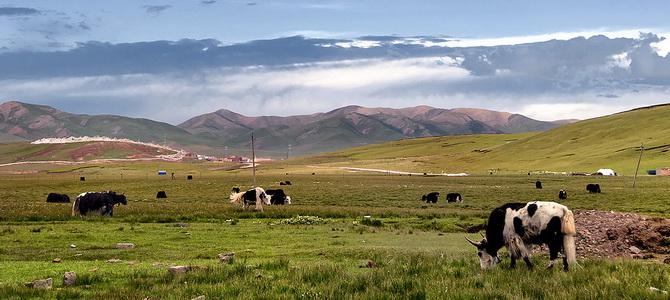 Réserve naturelle de Qiangtang Nagqu Tibet