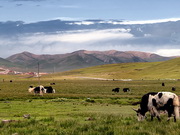 visite Réserve naturelle de Qiangtang