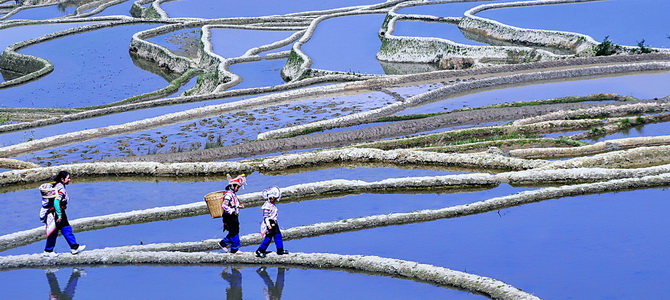 Rizières en terrasse de Yuanyang Honghe Yunnan