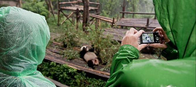 Centre de recherche et de reproduction des pandas géants de Chengdu Chengdu Sichuan