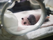 Centre de recherche et de reproduction des pandas géants de Chengdu