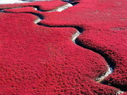 Plage rouge de Panjin