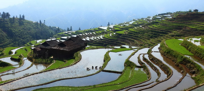 Rizières en terrasse de Jiabang Congjiang Guizhou