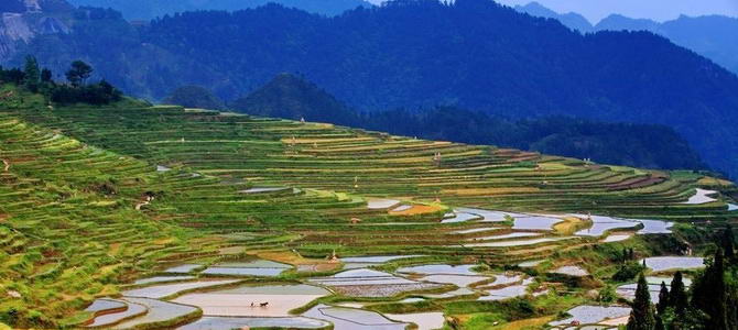 Rizières en terrasse de Gaoyao Danzhai Guizhou