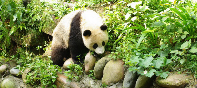Pandas de Bifengxia Ya'an Sichuan