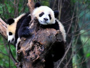 Pandas de Bifengxia