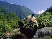 visite Réserve des pandas géants de Wolong