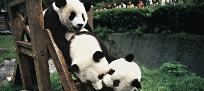 Réserve des pandas géants de Wolong Aba Sichuan