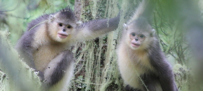 Parc national du singe doré à nez camus de Tacheng Shangri-La Yunnan