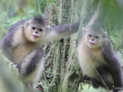 visite Parc national du singe doré à nez camus de Tacheng