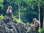 Réserve naturelle du Mont Longhu