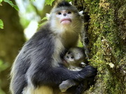 visite Aventure dans la réserve de Baima et Observation du Rhinopithèque brun (singe doré à nez camus)