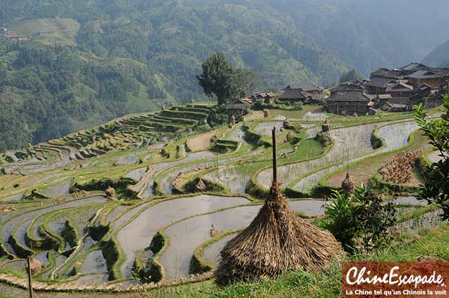 Rizières du Guizhou