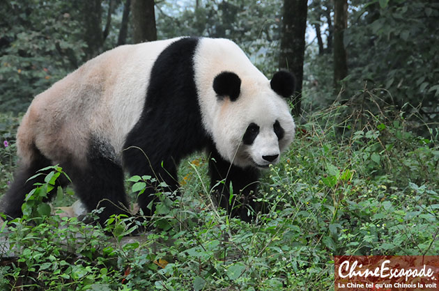 Pandas de Chengdu