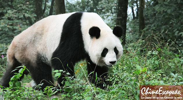 Pandas géants de Chengdu