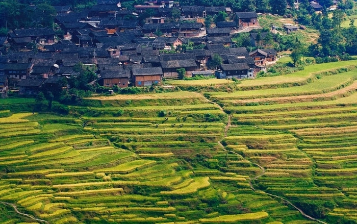 Rizières en terrasse de Gaoyao