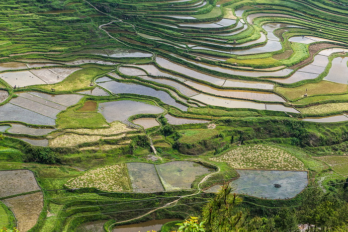 Rizières en terrasse de Gaoyao