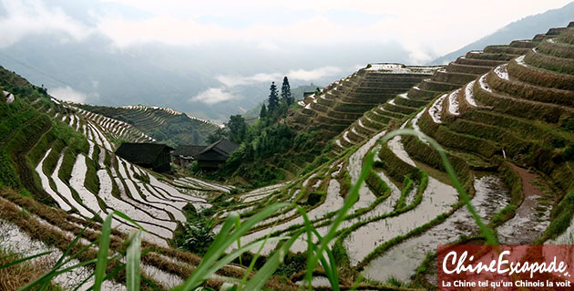 Rizières en terrasse de Longsheng, Guangxi