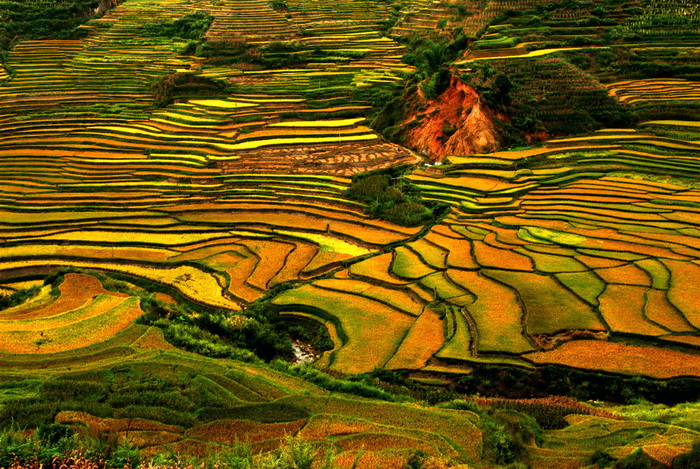 Rizières en terrasse de Jiangling