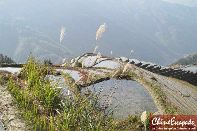 Rizières en terasse de Longsheng