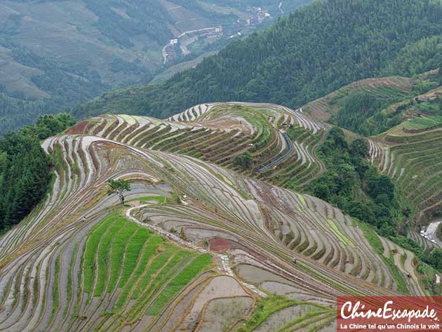 Rizières en terrasse de Longsheng, Chine Escapade, Claude L. 