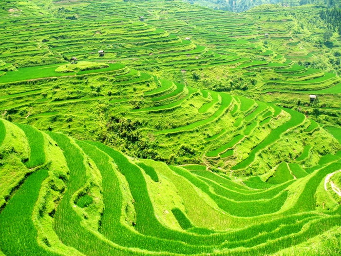 Rizières en terrasse de Sanjiang