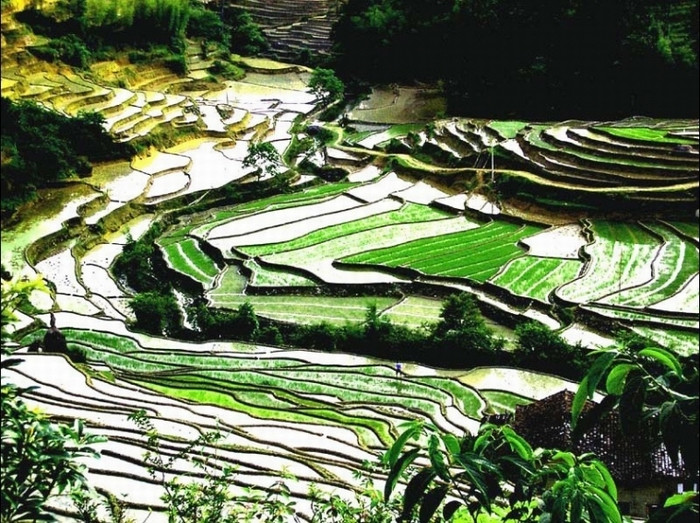 Rizières en terrasse de Shangbao