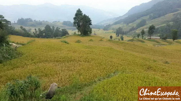 Rizières en terrasse de Yuanyang, Yunnan, septembre 2016