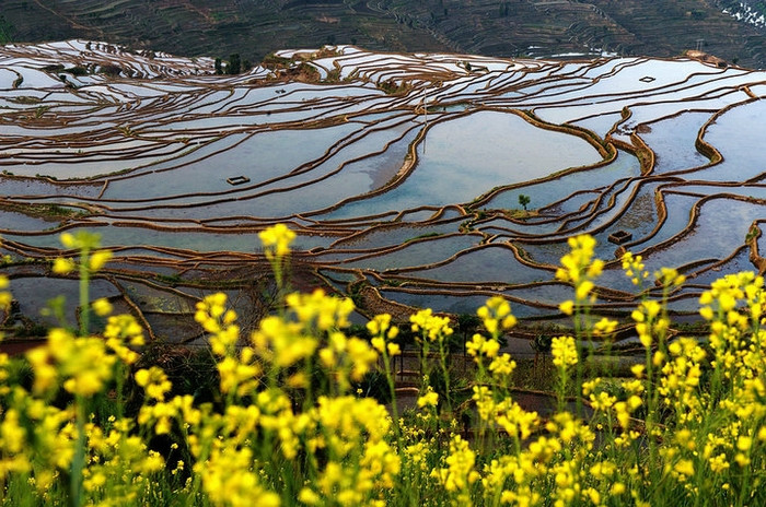 Rizières en terrasse de Yuanyang