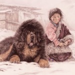 Mastiff-du-Tibet_03